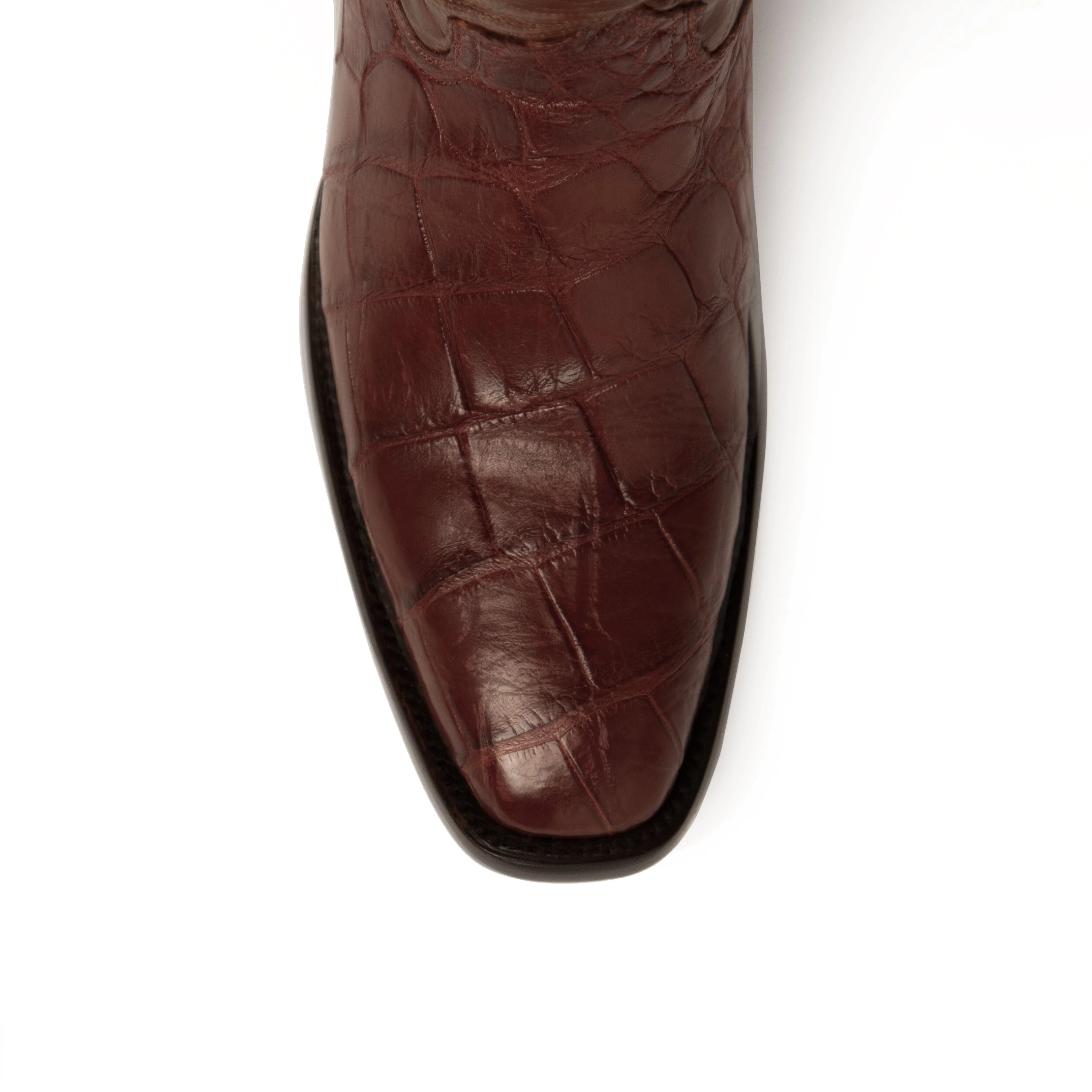 Ferrini Stallion - American Alligator - Image 2